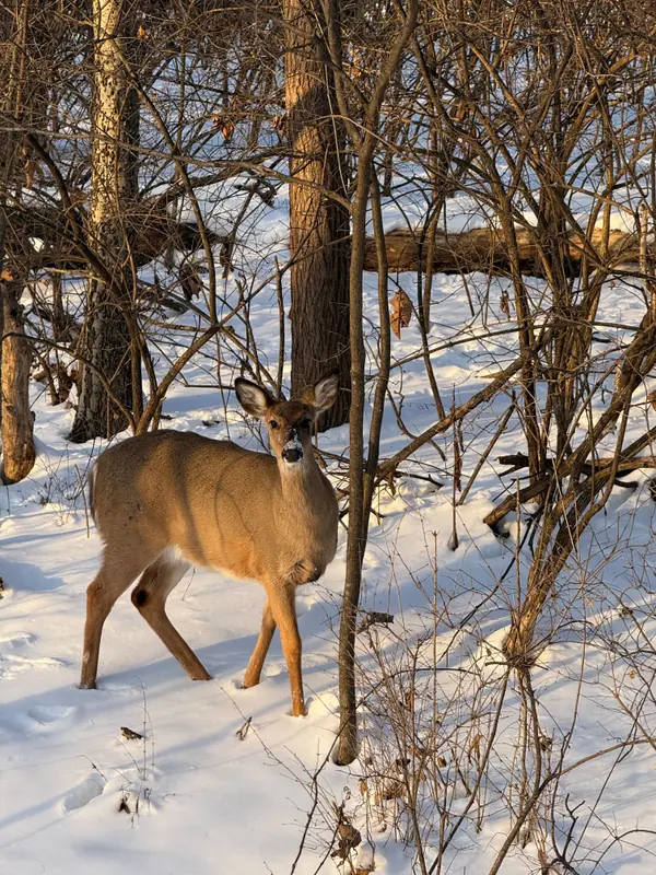White-tailed deer standing in winter woodland — a reminder that all life is related
