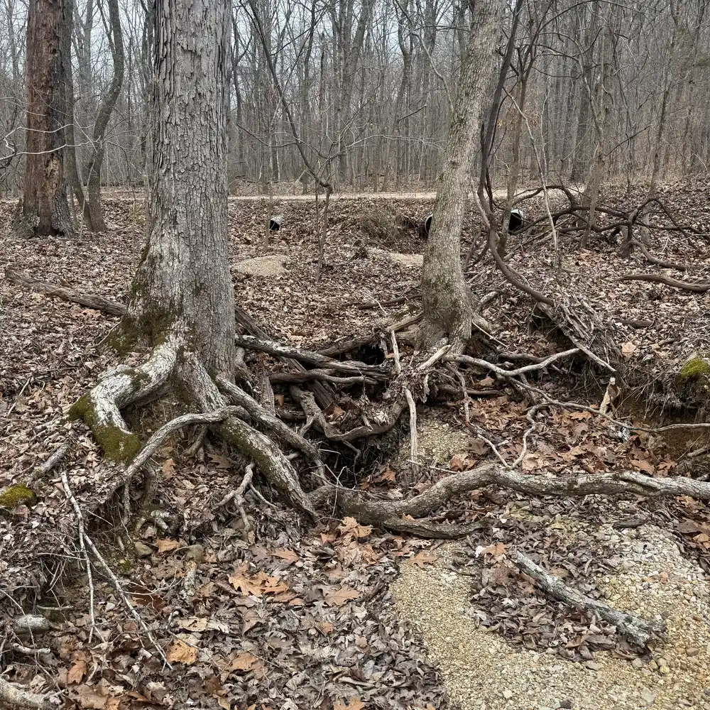 Ancient tree roots reaching into the earth